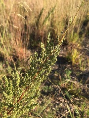 Artemisia campestris caudata
