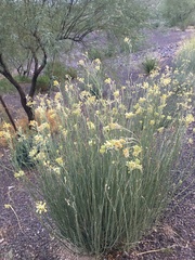 Asclepias subulata