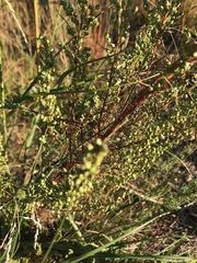 Artemisia campestris caudata