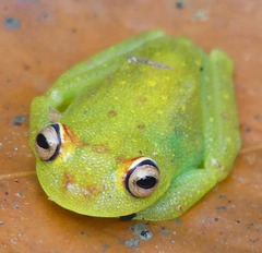 Boana cinerascens