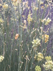 Asclepias subulata