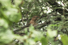 Accipiter cooperii