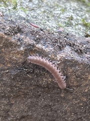 Pseudopolydesmus