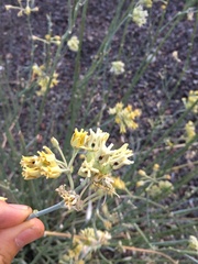 Asclepias subulata