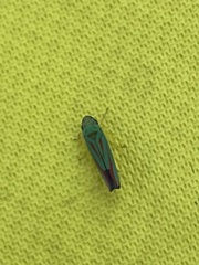 Graphocephala fennahi