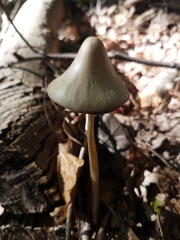 Parasola conopilea