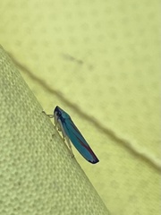 Graphocephala fennahi