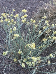 Asclepias subulata
