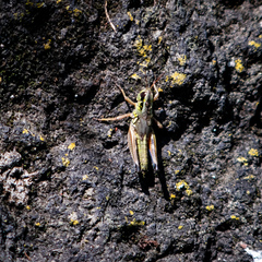 Phoetaliotes nebrascensis