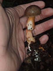 Aureoboletus auriporus