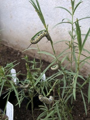 Danaus plexippus