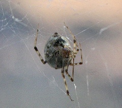 Parasteatoda