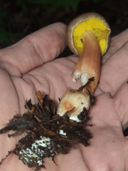 Aureoboletus auriporus