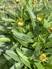 Ozodiceromyia