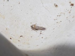 Obithome punctiferella