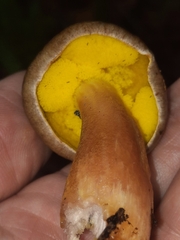 Aureoboletus auriporus