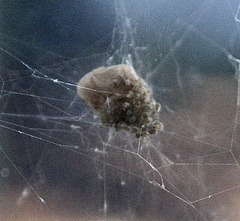 Parasteatoda