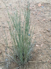 Asclepias subulata