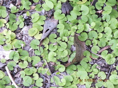 Dichondra carolinensis