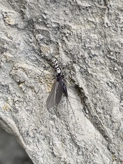 Ephemeroptera