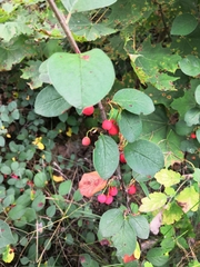 Cotoneaster alaunicus