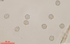 Ramsbottomia asperior