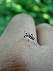 Aedes triseriatus
