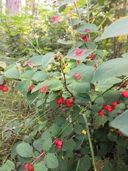 Cotoneaster alaunicus