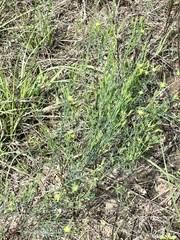 Hypericum gentianoides