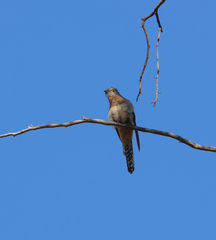 Cacomantis flabelliformis