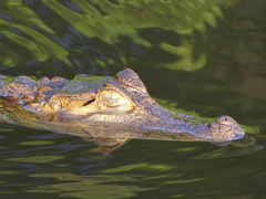 Caiman crocodilus