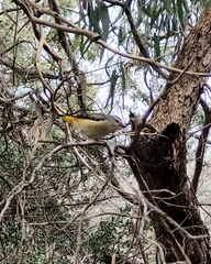 Pardalotus punctatus