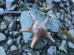 Dermasterias imbricata