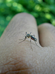 Aedes triseriatus