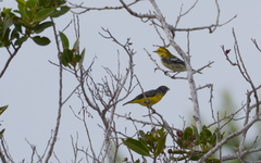Euphonia affinis