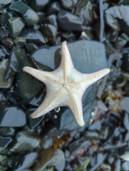 Dermasterias imbricata