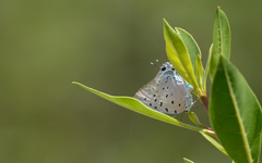 Pseudolycaena damo