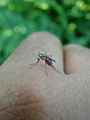 Aedes triseriatus