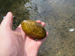 Cambarunio taeniatus