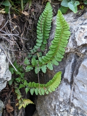 Polystichum kruckebergii