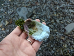 Pododesmus macrochisma