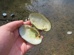 Cambarunio taeniatus