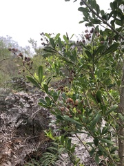 Bursaria spinosa spinosa