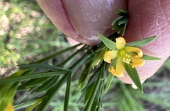 Hypericum gentianoides