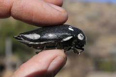 Sternocera orissa orissa