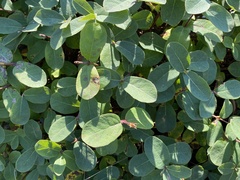 Lonicera villosa