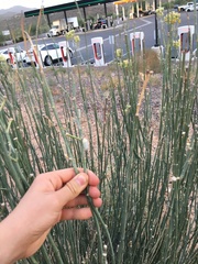 Asclepias subulata
