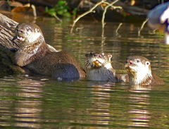 Lontra longicaudis