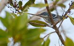 Setophaga cerulea
