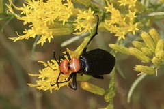 Lytta vulnerata